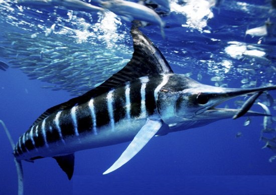 Images of Striped Marlin