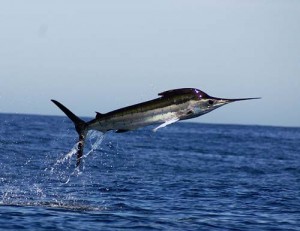 Pictures of Striped Marlin