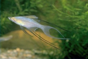 Images of Threadfin