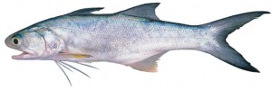 Pictures of Threadfin