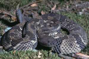 Timber Rattlesnake Picture