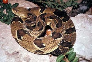 Images of Timber Rattlesnake