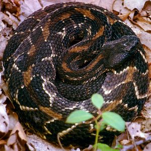 Photos of Timber Rattlesnake