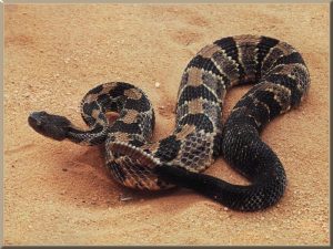 Pictures of Timber Rattlesnake