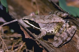 Images of Wood Frog