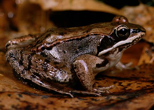 Pictures of Wood Frog