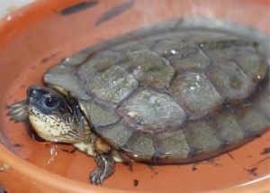 Images of Wood Turtle