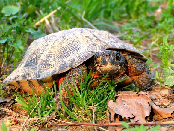 Pictures of Wood Turtle