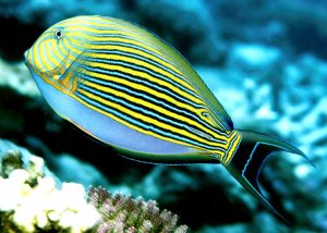 Acanthurus lineatus Picture