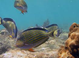 Images of Acanthurus lineatus