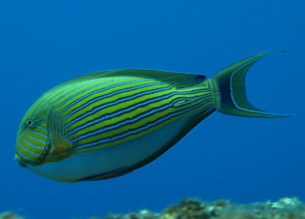 Photos of Acanthurus lineatus