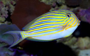 Pictures of Acanthurus lineatus