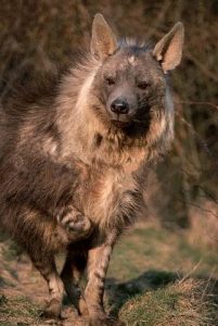 Images of Brown Hyena