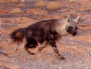 Photos of Brown Hyena