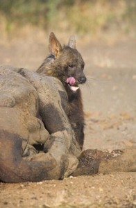 Pictures of Brown Hyena