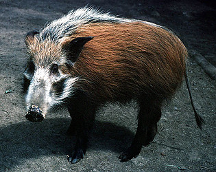 Images of Bushpig