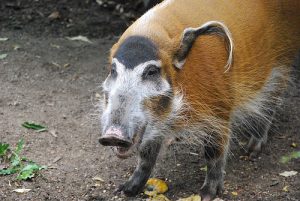 Photos of Bushpig