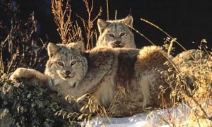 Images of Canada Lynx