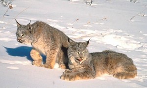 Photos of Canada Lynx