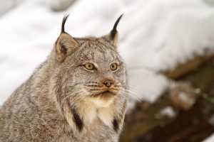 Pictures of Canada Lynx