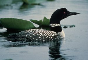 Images of Common Loon