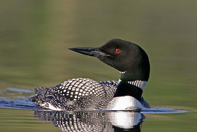 Photos of Common Loon