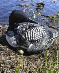 Pictures of Common Loon