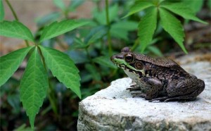 Pictures of Green Frog