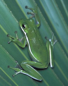 Pictures of Green Tree Frog