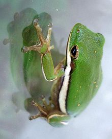 Green Tree Frog Picture