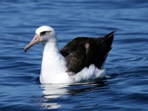 Laysan Albatross Picture