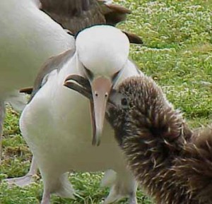 Imagers of Laysan Albatross