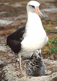 Photos of Laysan Albatross