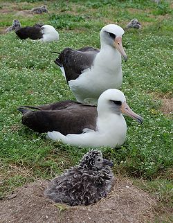 Pictures of Laysan Albatross