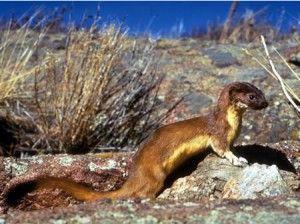 Long Tailed Weasel Picture