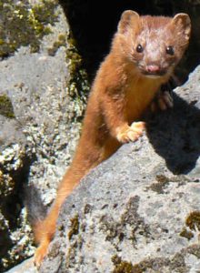 Images of Long Tailed Weasel