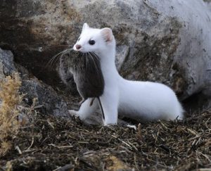Photos of Long Tailed Weasel