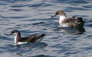 Images of Manx Shearwater