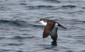 Photos of Manx Shearwater