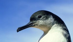 Pictures of Manx Shearwater