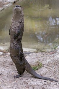 Images of North American River Otter