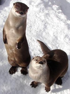 Photos of North American River Otter