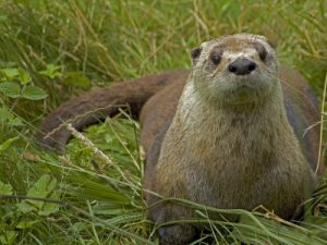 Pictures of North American River Otter