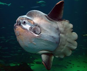 Ocean sunfish Picture