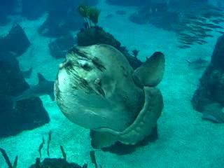 Images of Ocean sunfish