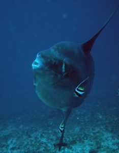 Photos of Ocean sunfish