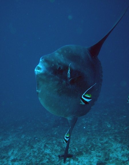 Ocean sunfish 