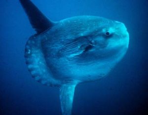 Pictures of Ocean sunfish