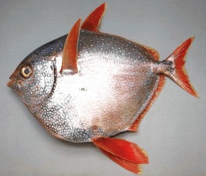 Opah Picture