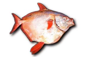 Pictures of Opah